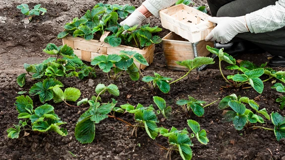 Raja uus maasikapeenar.