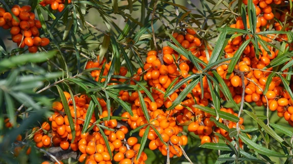 Vana-Kreekas raviti astelpajuga hobuseid - siit on ka pärit taime ladinakeelne nimetus Hippophae rhamnoides.