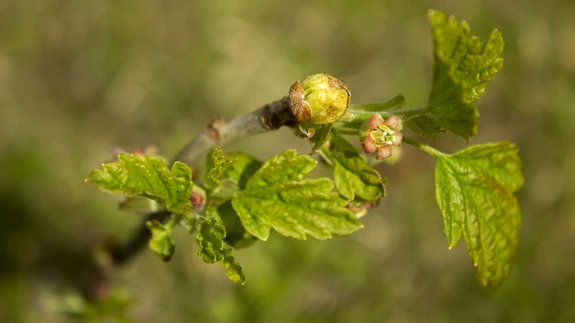 Soojad talved on kahjuritele andnud tuult tiibadesse.