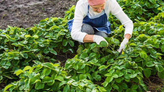 Kui lehed on terved ja jõulised, ei ole vajadust neid maha niita.
