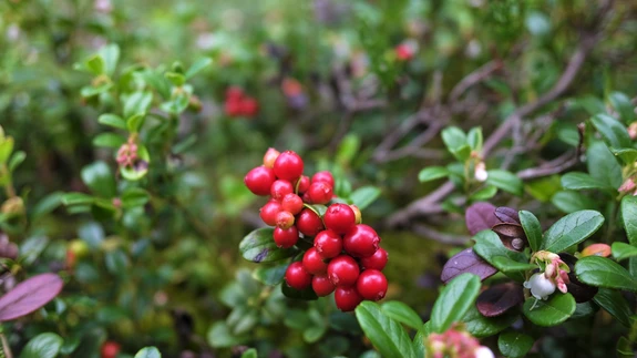 Metsas on küll tore käia, kuid pohli ja jõhvikaid saab ka koduaias kasvatada.