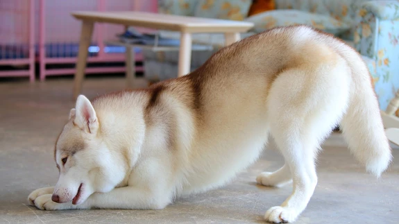 Loom ei tohi häirida ega ohustada teisi loomi või inimesi ega neile kahju tekitada.