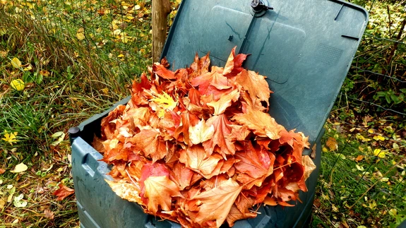 Riisu kokku puu- ja põõsalehed ning pane komposteeruma.