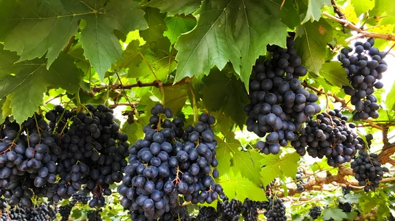 Viljakandev viinapuu.