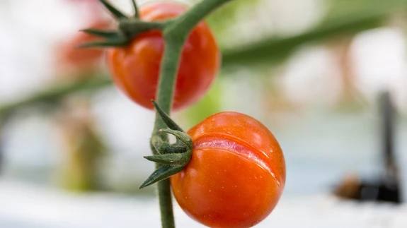 Viljad võivad lõhki minna suure palavusega üle kuumenedes.