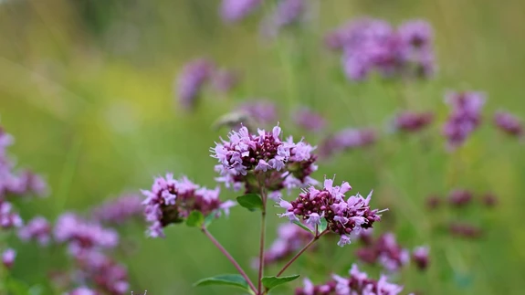 Harilik pune. Lõhnavate lillade õitega püsik võib kasvada kuni põlvekõrguseks