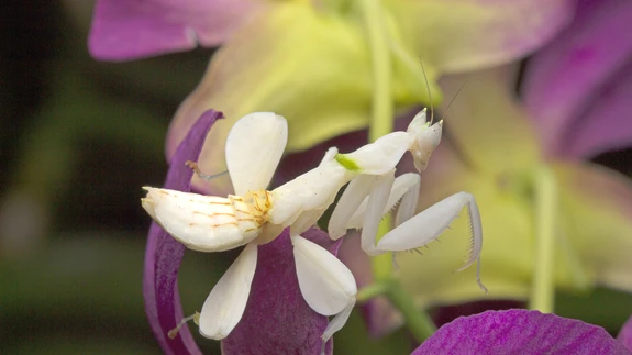 Hymenopus coronatus, orhidee-palvetajaritsikas Aasiast.