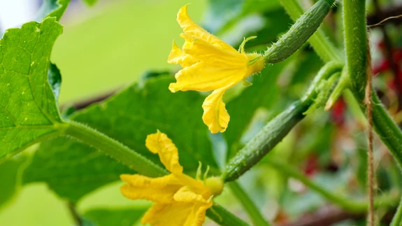 Kurgitaimi tuleb vahetada: omakasvatatud taimest seemnete võtmine ja uute taimede kasvatamine võib taimesse tuua eluohtliku toksiini