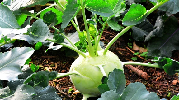 Miks mitte proovida hapendada ka nuikapsast.