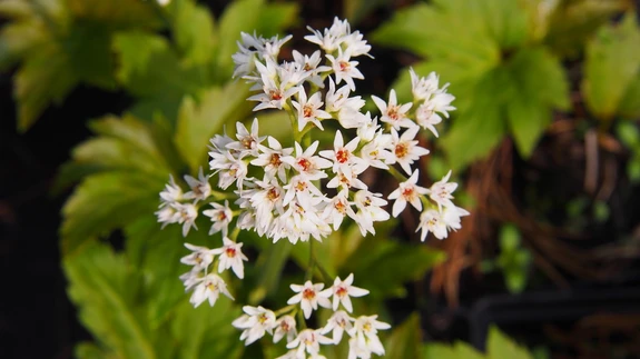 Taim õitseb mais väikeste valgete õitega, mis on koondunud hõredapoolsetesse õisikutesse.