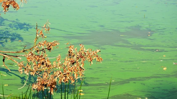 Sinivetikas võimutseb.