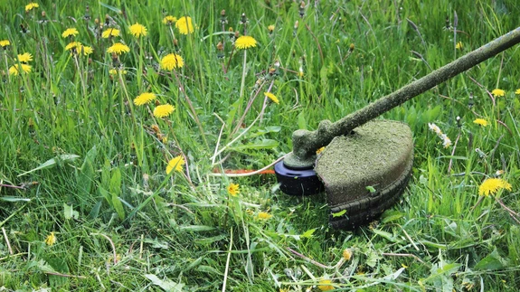 Üle 15 cm kõrgune muru toob Eesti suuremates linnades kopsaka rahvi