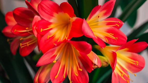 Kaunis Kliivia. Kogu taim on sissesöömisel mürgine.