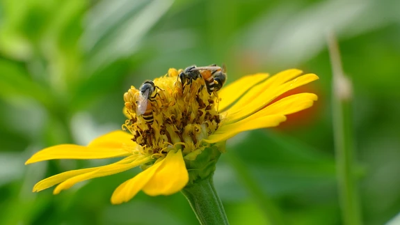 Mesilased on aedniku sõbrad