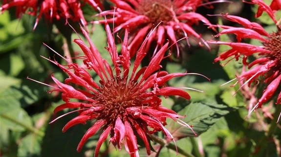 Kuna monardad on väga populaarsed aiataimed, siis on erineva õievärvi ja kõrgusega sorte lugematul hulgal. 