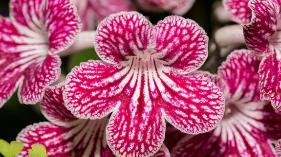 Kaunite õitega rõõmustav keerdviljak.