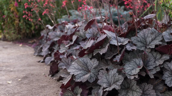 Kauapüsiva lehestiku ja elegantsete õitega taimed on muutunud aedades hinnatud püsikuteks.