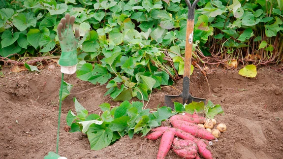 Bataadis on palju häid kasulikke aineid. Tasub proovida ise seda köögivilja kasvatada.