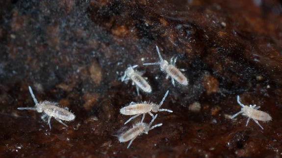 Lillepotis võivad hooghännalised hakata aga tüli tekitama ja taimejuuri sööma, kui neid on seal liiga palju.