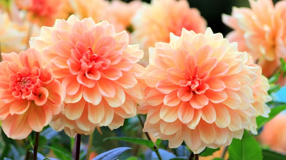 Daaliad ei ole nõudlikud, aga mõnd tõde nende kasvatamise kohta tuleb kindlasti teada. 