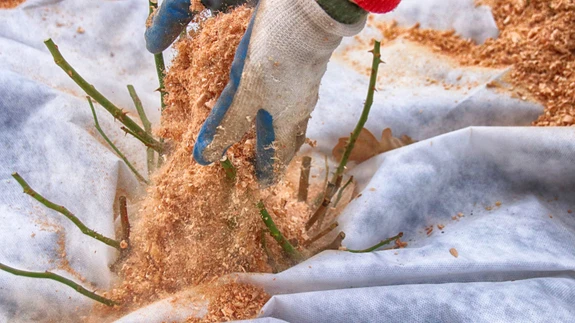 Mida suurem on juurekava, seda paremini taim talveks valmistub.