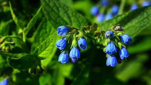 Varemerohtu süüa ei maksa, aga kindlasti tasub ta kasutusele võtta aiapidamises.
