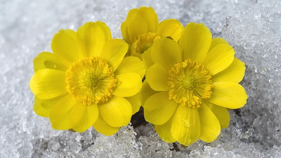 Amuuri adoonis trotsib vapralt lund. 