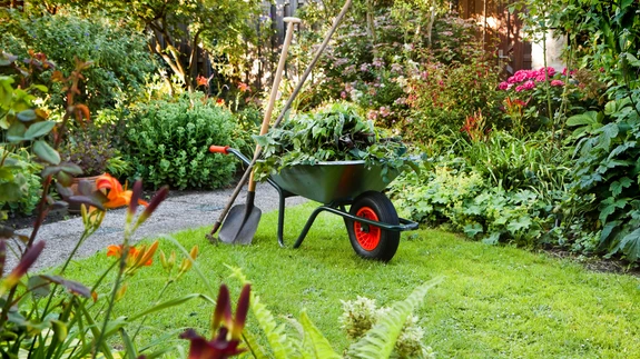 Tugevalt haigestunud püsilillede alt tuleb eemaldada kõik varisenud lehed.