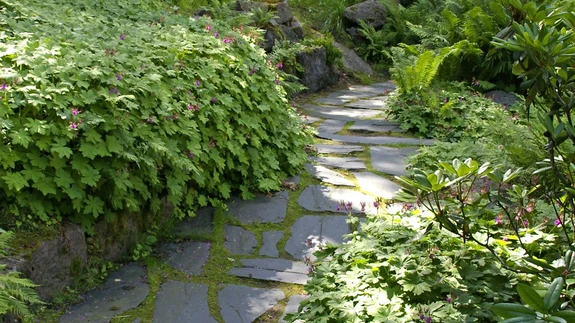 Männimetsa varju taluvad taimed katavad tihedalt maapinda ja põimuvad üksteisega. Kurerehad, sõnajalad, hostad, laudleht, rododendronid on omavahel kohanenud ja näevad üsna loomulikud välja. Sapokan Vesipuisto Kotkas