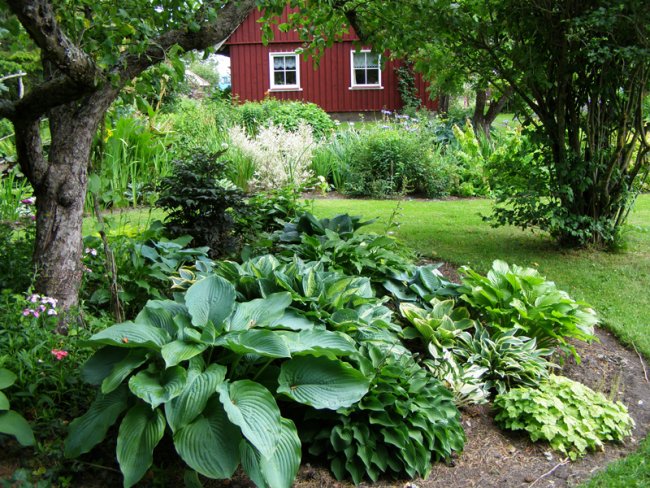 Hostad armastavad niisket pinnast ja poolvarjulist kasvukohta. Saaremaa suurim hostakollektsioon Kurisoo taluõues. home-garden