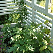 Võrestiku ääres kasvavad hostad ja pojengid, elulõng ja südajas aktiniidia ronivad võrestikul.