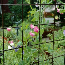 Kerge metallvõrguga on piiratud õueaiamaa. Võrgu peal ronivad suvised vääntaimed.