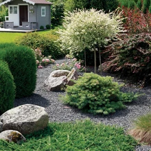 Aia eripreemia, perekond Ambur