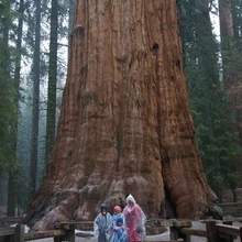 Kindral Shermani ette võib panna kõrvuti seisma 20 meest, et selle läbimõõtu ära katta.