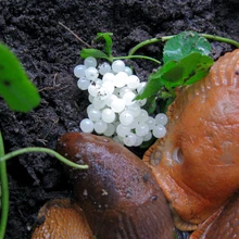 Hispaania teeteo munad