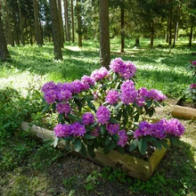 Marjasoo talu rodoaias on sada rododendronipõõsast, enamik taimi peremehe enda paljundatud