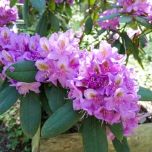 Marjasoo talu rodoaias on sada rododendronipõõsast, enamik taimi peremehe enda paljundatud