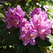 Marjasoo talu rodoaias on sada rododendronipõõsast, enamik taimi peremehe enda paljundatud