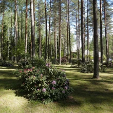 Marjasoo talu rodoaias on sada rododendronipõõsast, enamik taimi peremehe enda paljundatud