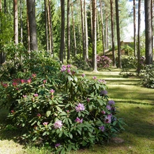 Marjasoo talu rodoaias on sada rododendronipõõsast, enamik taimi peremehe enda paljundatud