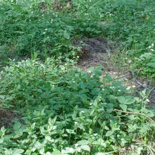 Majaümbrus meeldib ka metsmaasikatele