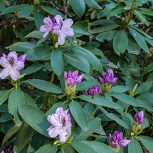 Marjasoo talu rodoaias on sada rododendronipõõsast, enamik taimi peremehe enda paljundatud