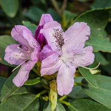 Marjasoo talu rodoaias on sada rododendronipõõsast, enamik taimi peremehe enda paljundatud
