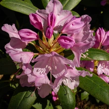 Marjasoo talu rodoaias on sada rododendronipõõsast, enamik taimi peremehe enda paljundatud