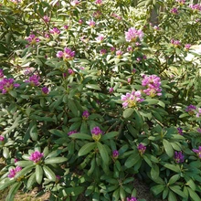 Marjasoo talu rodoaias on sada rododendronipõõsast, enamik taimi peremehe enda paljundatud