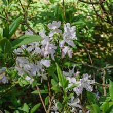 Marjasoo talu rodoaias on sada rododendronipõõsast, enamik taimi peremehe enda paljundatud