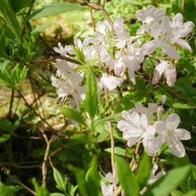 Marjasoo talu rodoaias on sada rododendronipõõsast, enamik taimi peremehe enda paljundatud