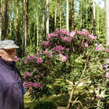 Marjasoo talu rodoaias on sada rododendronipõõsast. Mõni on peremehest Toomas jaadlast vaat et pikemakski sirgunud