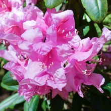 Marjasoo talu rodoaias on sada rododendronipõõsast, enamik taimi peremehe enda paljundatud