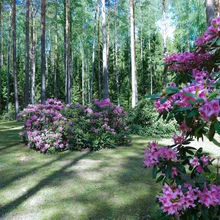 Marjasoo talu rodoaias on sada rododendronipõõsast, enamik taimi peremehe enda paljundatud